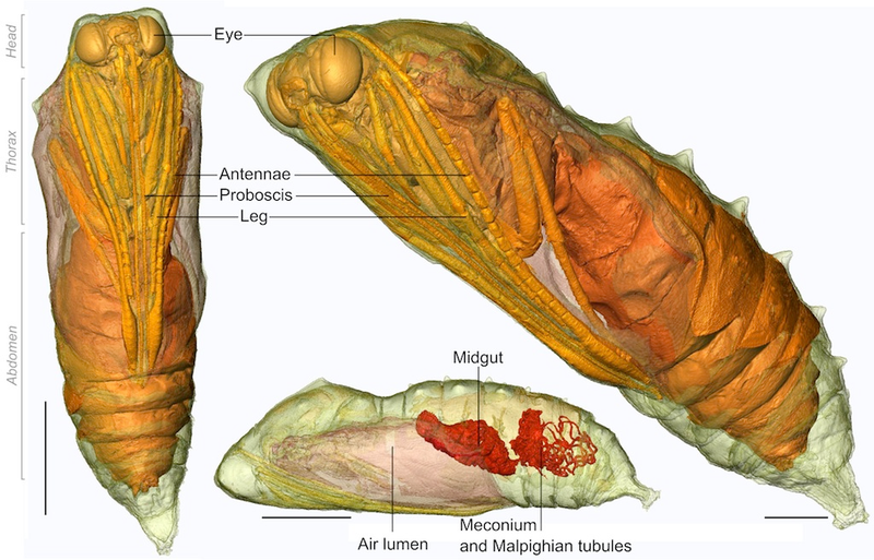 Illustration for article titled 3-D Imaging Shows a Caterpillar Becoming a Butterfly